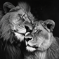 Photographie noir et blanc d'un lion et lionne qui s'enlacent