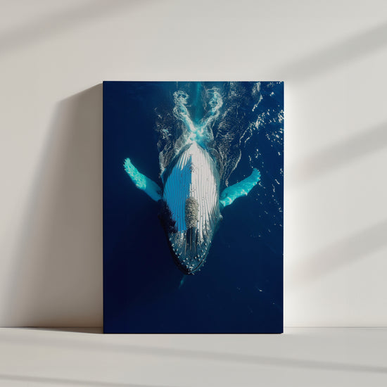 oile baleine qui nage, sur le dos, photographie dans la mer, couleur bleu.