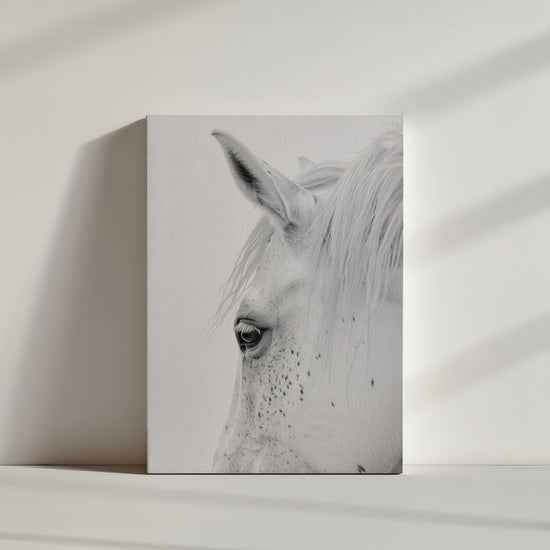 Toile photographie, tête de cheval blanc tacheté, animal domestique, fond blanc, image claire