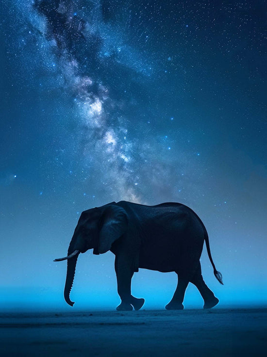 toile photographie éléphant qui se déplace de profil, paysage nocturne bleu nuit, étoilées.