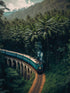 Traversé d'un train, Feuillage dense et luxuriant d'une jungle tropicale en tableau