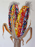 Tableau représentant deux épis de maïs aux grains multicolores vifs : jaune, rouge, violet, orange, rose, bleu. Les grains sont dessinés avec un effet de relief brillant. Les feuilles sèches, détaillées en traits bruns et beiges, entourent la base. Le fond blanc uni met en valeur les couleurs éclatantes