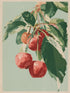 Tableau de peinture vintage de branches de cerisiers avec fruits rouges sur fond vert, style naturel et apaisant