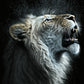 Tableau photo lion blanc en rugissement